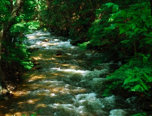 stream