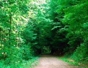 tunnel of tress