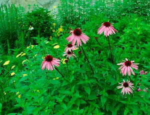 flowers