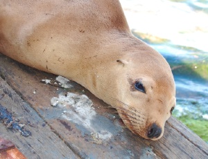 molting sea lion.JPG