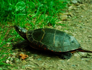 turtle.JPG